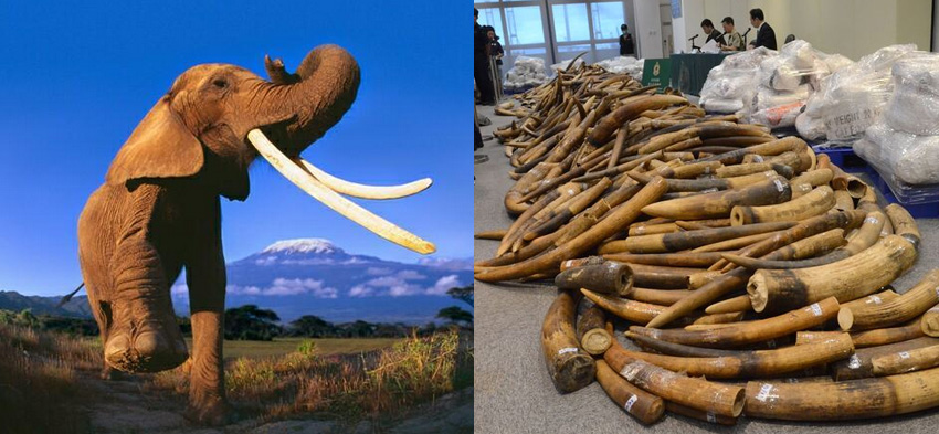 Cazadores furtivos matan al menos a 19 elefantes en Etiopía