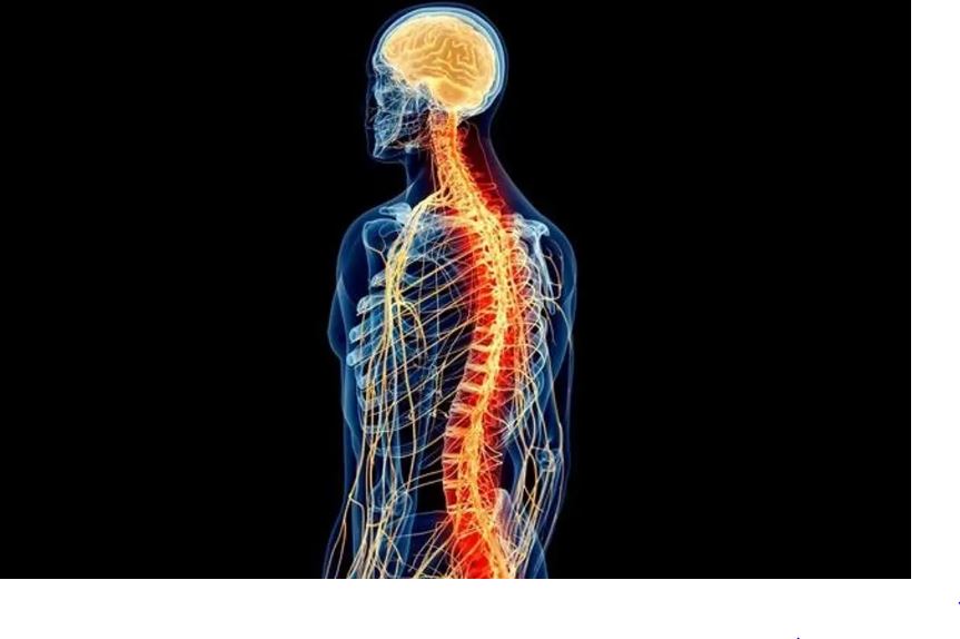 Estudio israelí busca revertir la parálisis con implantes de médula espinal