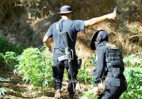 Erradican marihuana localizada en operativos antinarcóticos