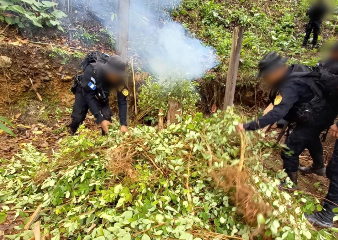 La PNC localizó las plantaciones en un terreno baldío.