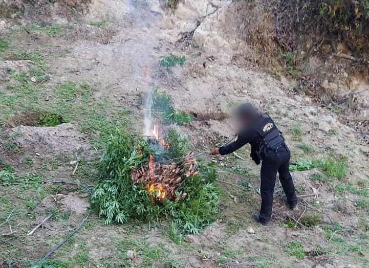 Las fuerzas antinarcóticas cortaron e incineraron las plantaciones de marihuana.