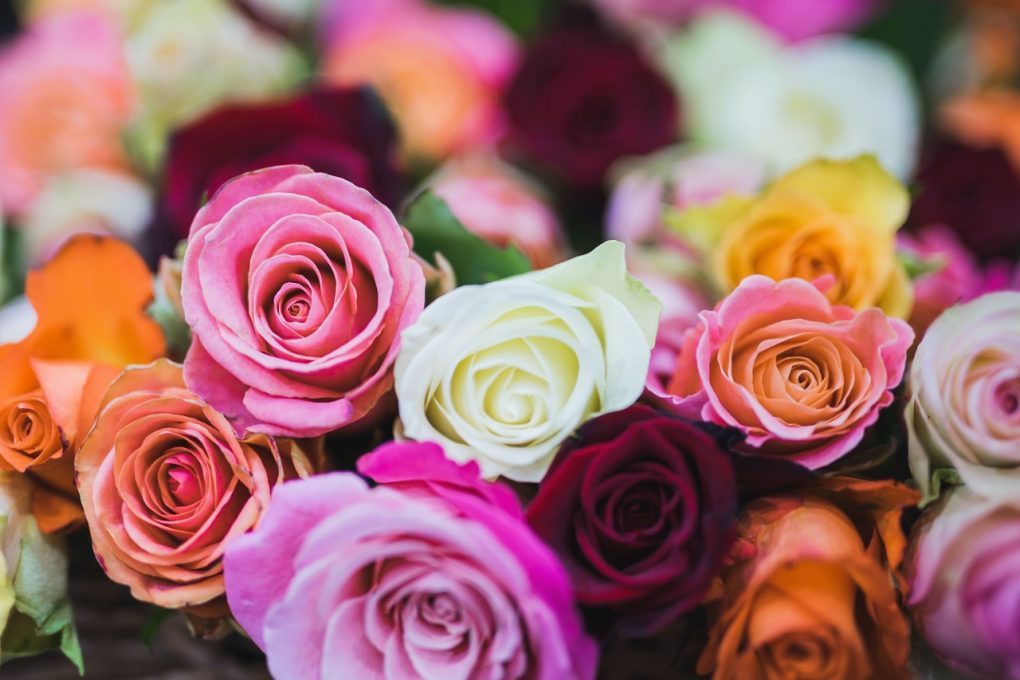 Exportación de flores guatemaltecas crece un 8 %