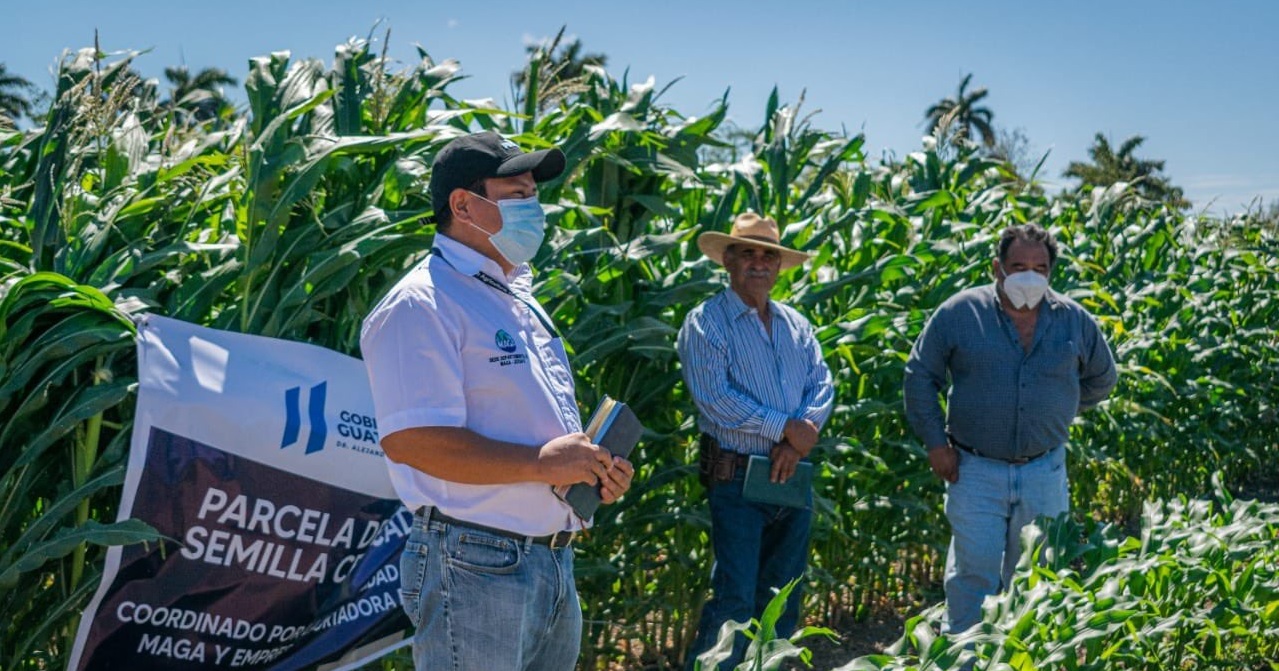 Agricultores de Asunción Mita producirán semilla de maíz certificada ICTA-B7