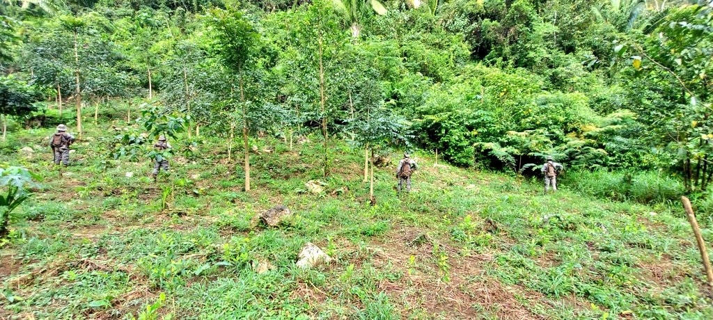 Ejército localiza plantación de coca en Alta Verapaz