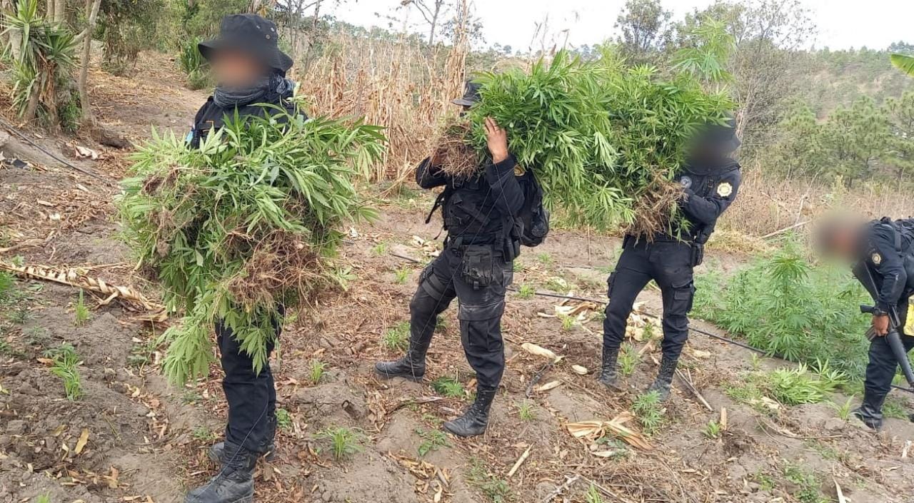 Combate al narcotráfico permite erradicar plantaciones de marihuana y coca
