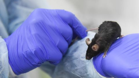 Demuestran en ratones estrategia para prevenir la leucemia infantil