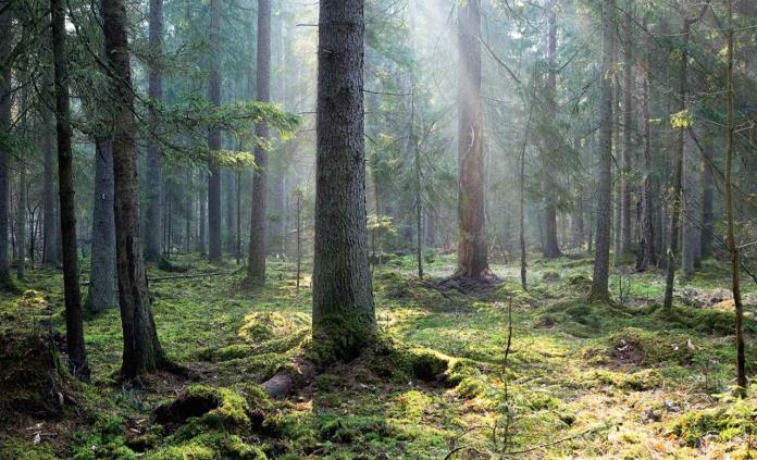 Estudio revela la importancia de los árboles más longevos en los bosques