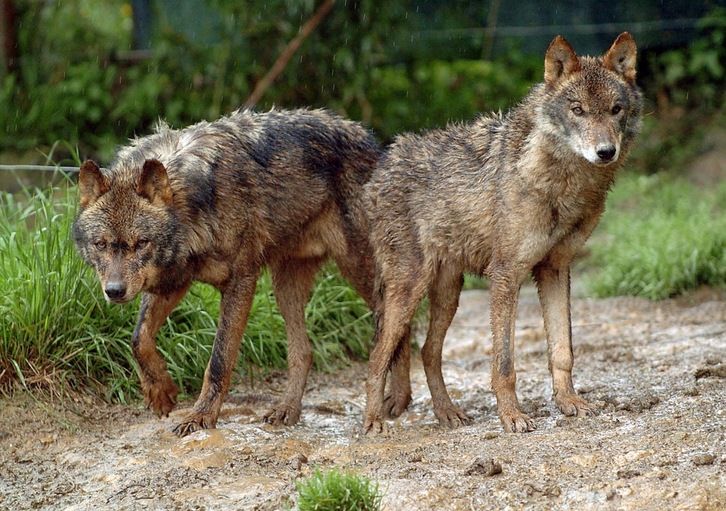 Científicos encuentran en Roma el fósil del primer lobo de Europa