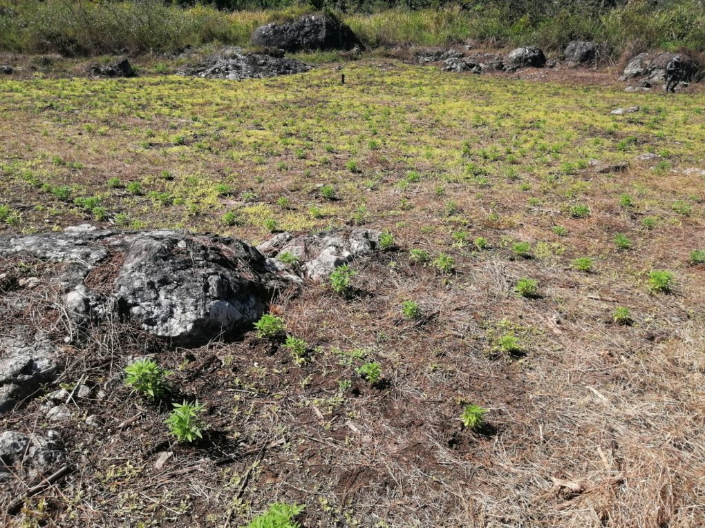Soldados localizan plantación de marihuana en Petén