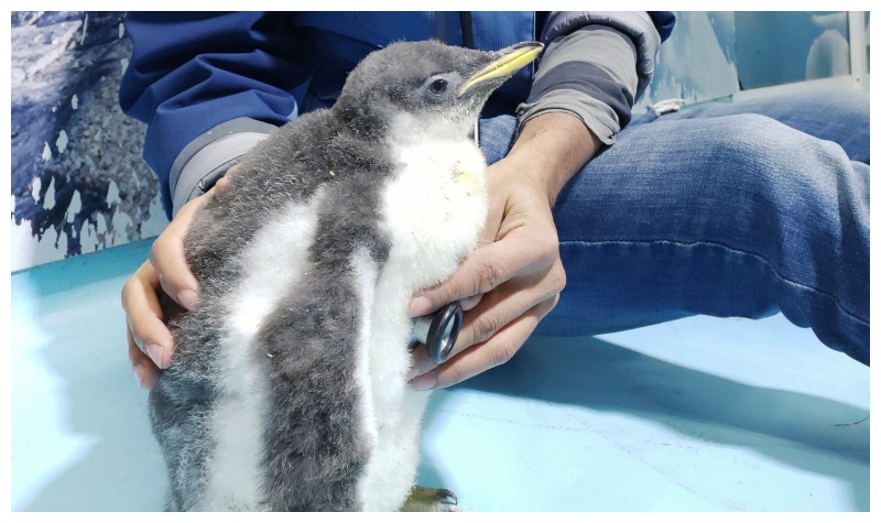 Bebé de pingüino nace en oeste de México y es “entrenado” por sus cuidadores