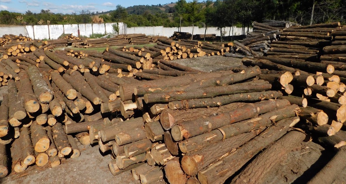 Inab fiscaliza empresas forestales en Chimaltenango