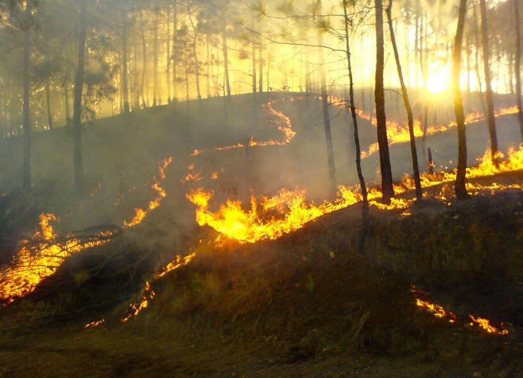 Lanzan campaña de prevención de incendios forestales 2021-2022