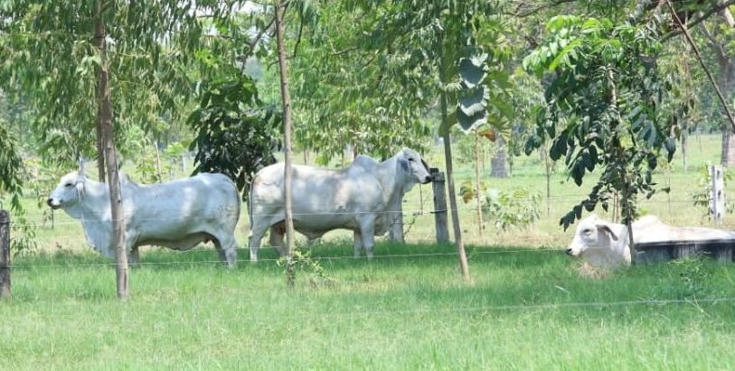 Petén apuesta por la ganadería sostenible para proteger el medio ambiente