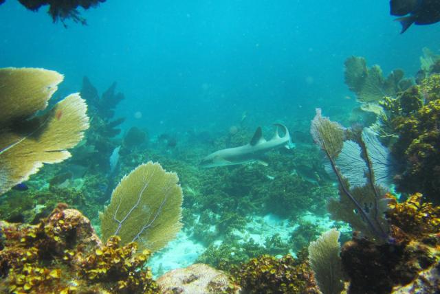 Los arrecifes de coral del Caribe llevan calentándose al menos un siglo