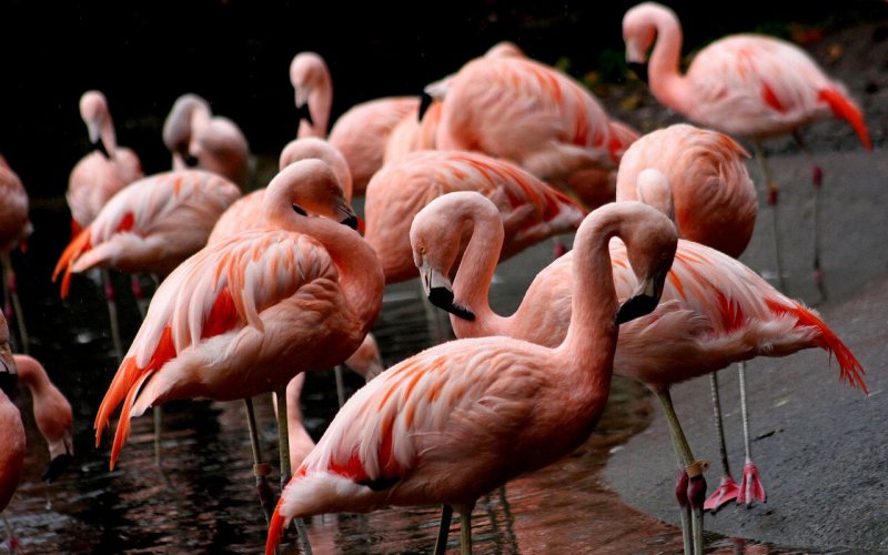 Estudio revela que cambio climático afecta a los flamencos