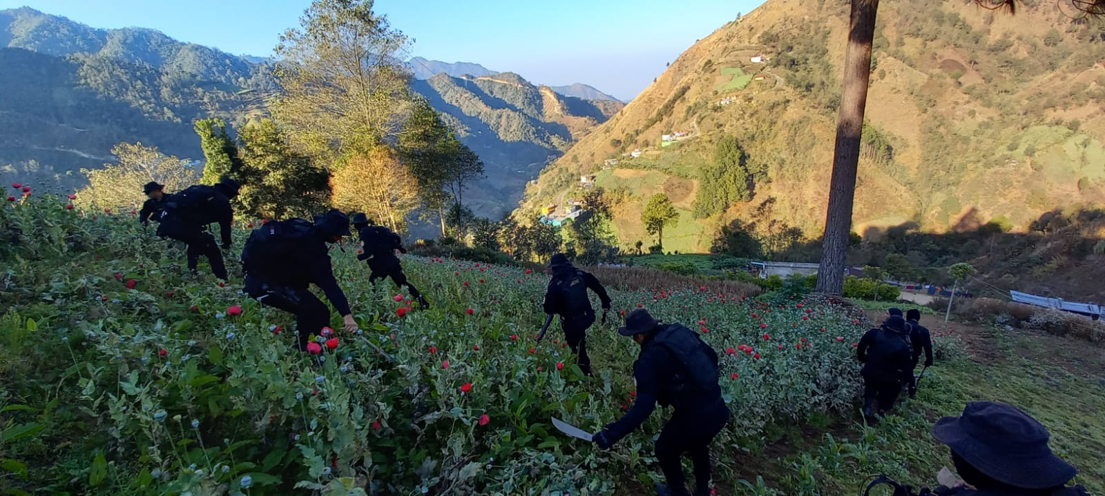 Continúa erradicación de plantaciones ilícitas en San Marcos