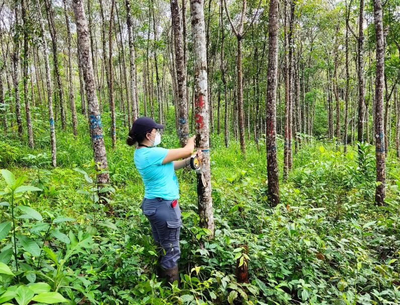 Día Internacional de los Bosques