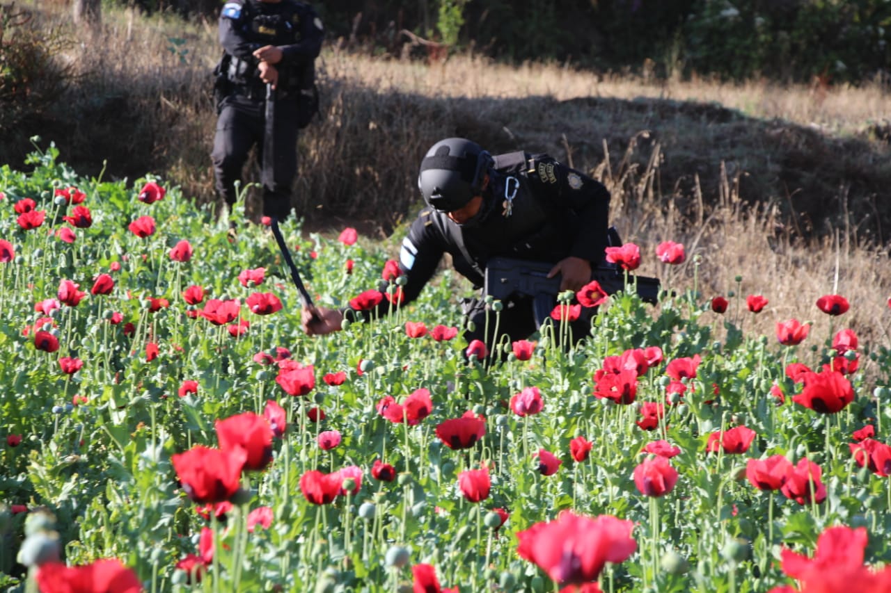 Entre los operativos contra el narcotráfico está la destrucción de plantaciones ilícitas.