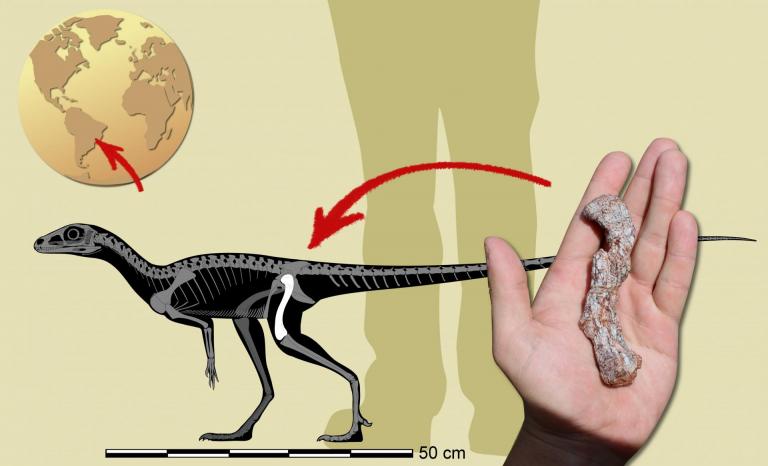Hallan en Brasil el precursor de los dinosaurios más antiguo de Suramérica