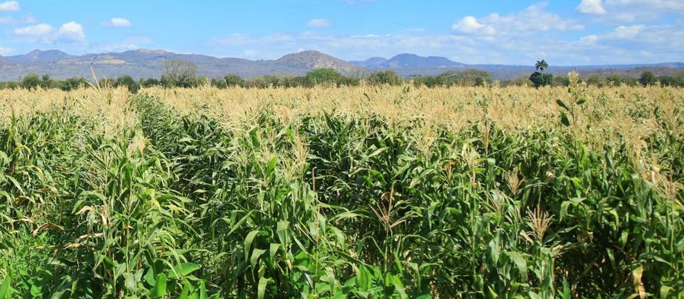 Más de 3 mil pequeños agricultores de Petén reciben semilla de maíz fortificada