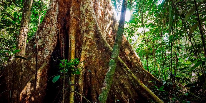 Expertos alertan de la urgencia de salvar al árbol milenario del Amazonas