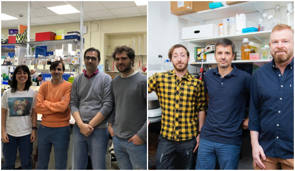 Descubren una proteína que previene el desarrollo de placas en las arterias
