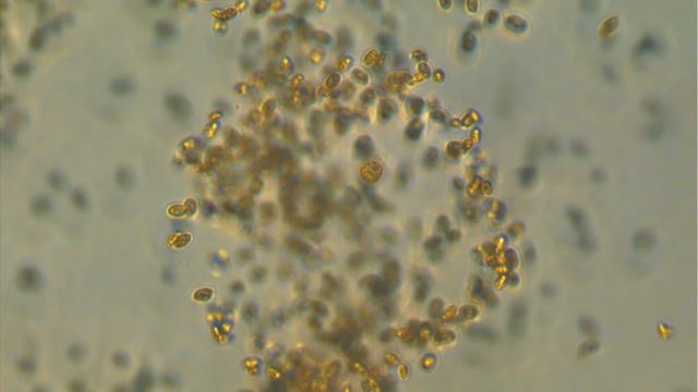 Descubren un depredador microscópico marino que captura carbono