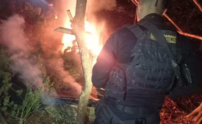 Erradican matas de marihuana valoradas en más de 15 millones de quetzales