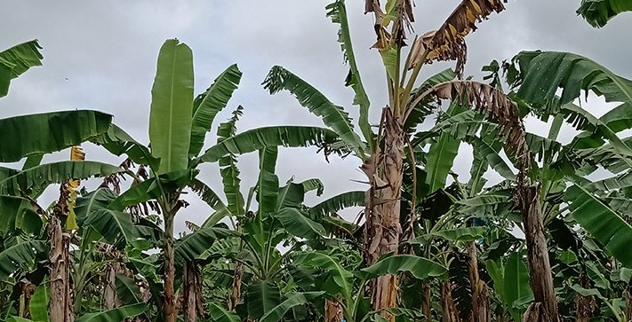 MAGA capacita a productores para prevenir hongo en plantaciones de banano y plátano