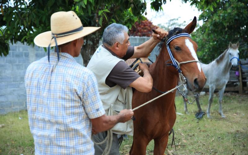 MAGA efectúa jornada de vacunación de equinos