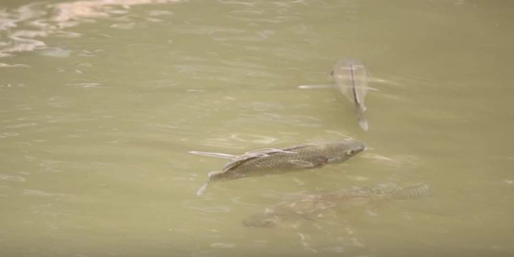 MAGA apoya crianza artesanal de tilapia en La Libertad