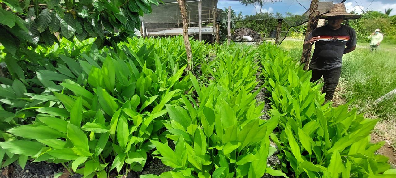 Empresa izabalense recibe reconocimiento por desarrollo de sistema agroforestal