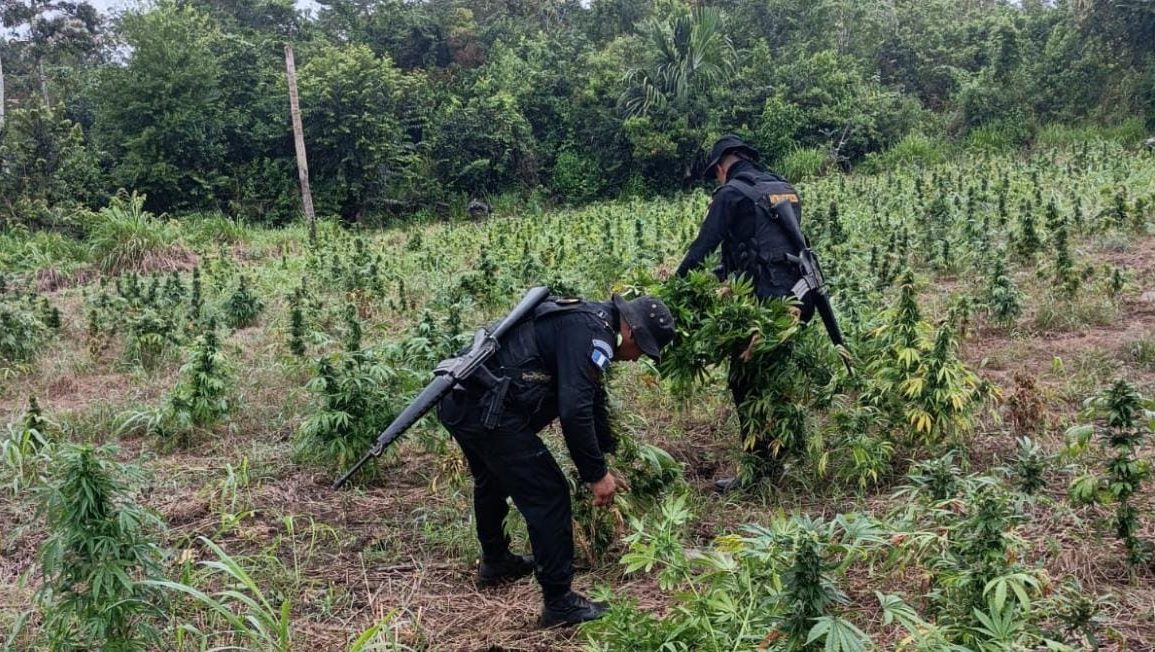 Destruyen plantaciones de marihuana valoradas en más de 10 millones de quetzales