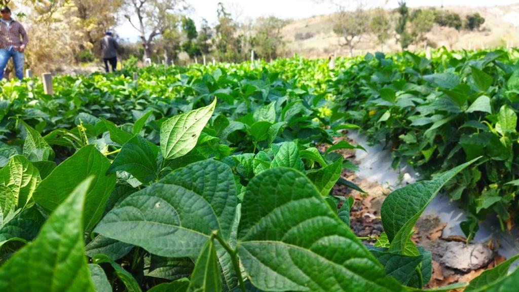 Más instituciones se integran a Mesa Técnica Agroclimática de Zacapa