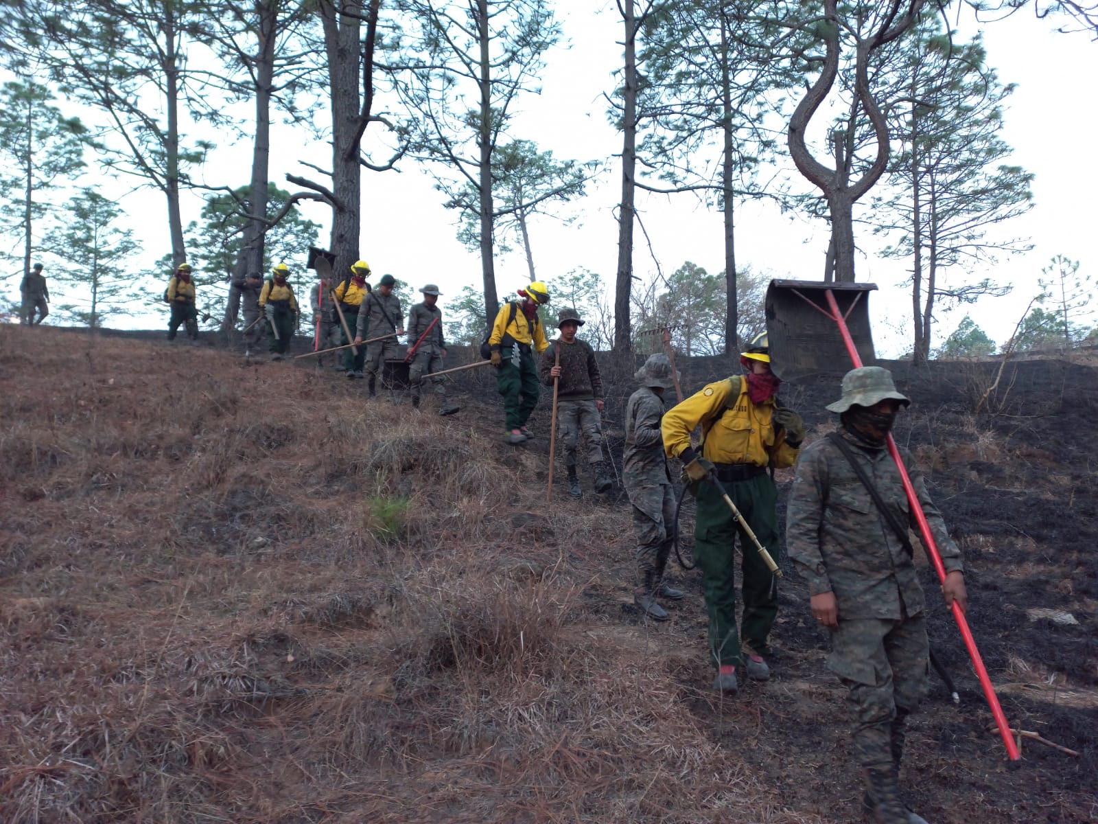 Acciones interinstitucionales permiten sofocar incendio forestal