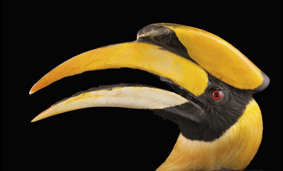 Operan con éxito a ave con cáncer a partir de impresora 3D en zoológico de Florida