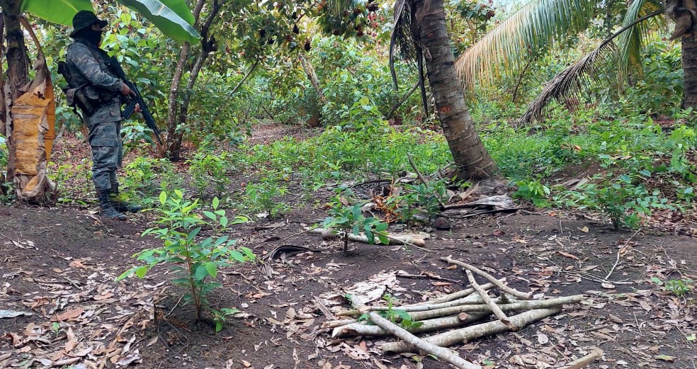 Erradican 16 mil 630 arbustos de coca en Petén