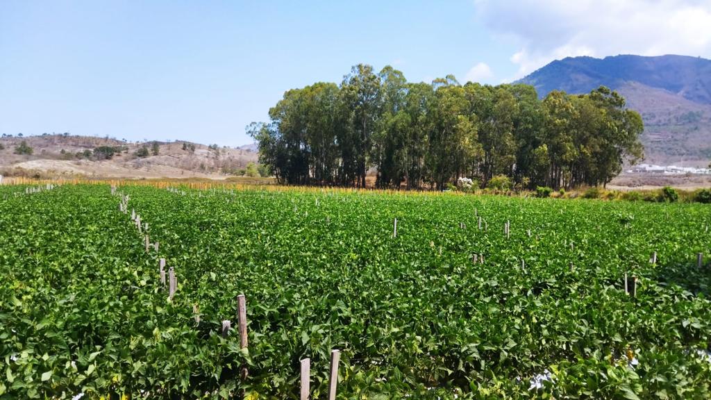 MAGA promueve el potencial de suelos en Jalapa