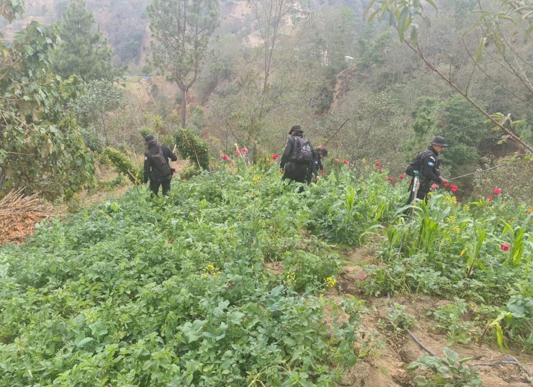 Antinarcóticos de PNC erradican más de 100 mil matas de amapola en San Marcos