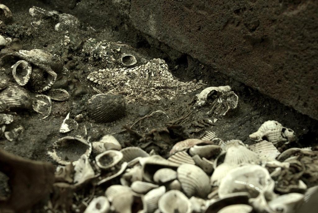 México halla el más grande depósito de estrellas de mar en capital del país