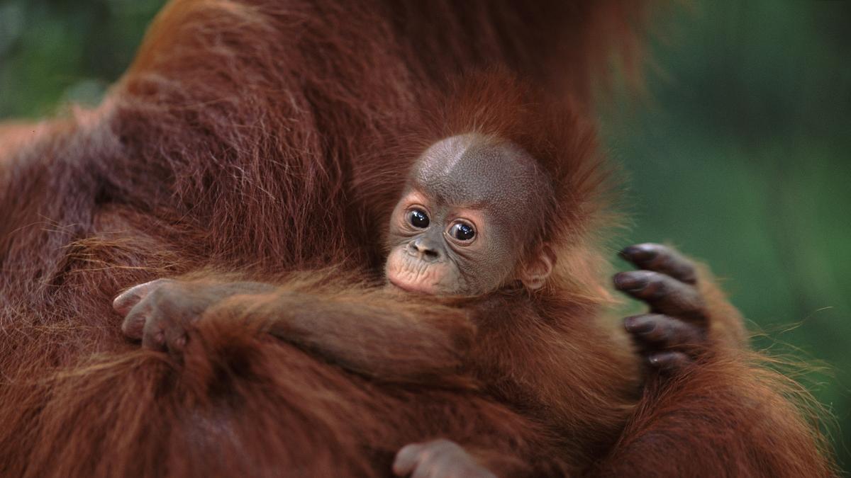 Los orangutanes adaptan su vocabulario al entorno social, como los humanos
