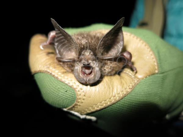 Redescubren una especie de murciélago “perdida” desde hace 40 años