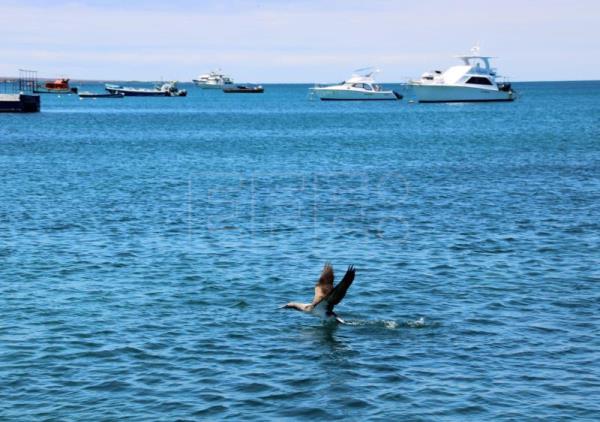 Las Galápagos quedan por cuarto año consecutivo libres de neumáticos usados