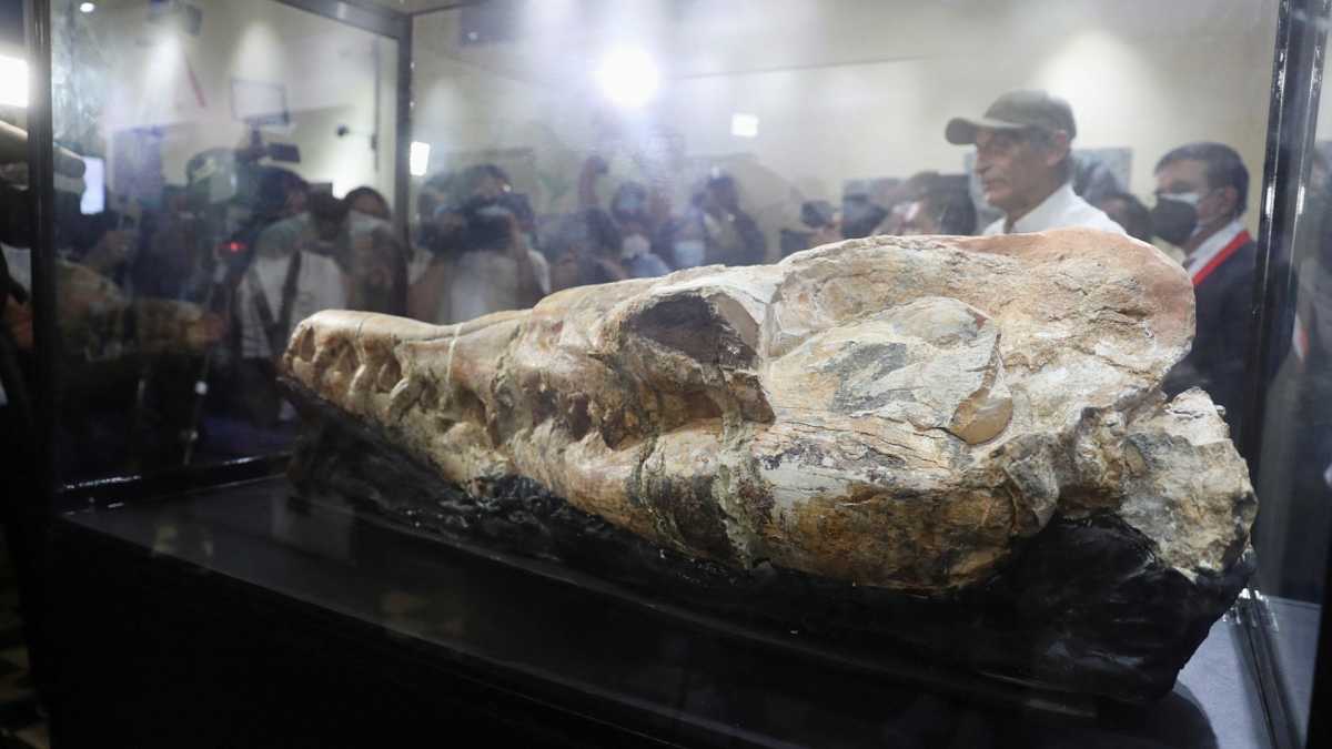 El monstruo marino que habitaba las aguas peruanas hace 36 millones de años