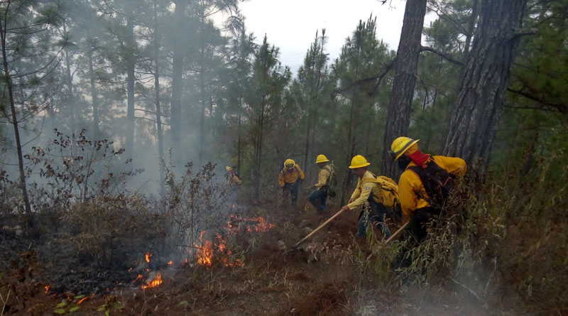 Conred reitera medidas de prevención de incendios forestales