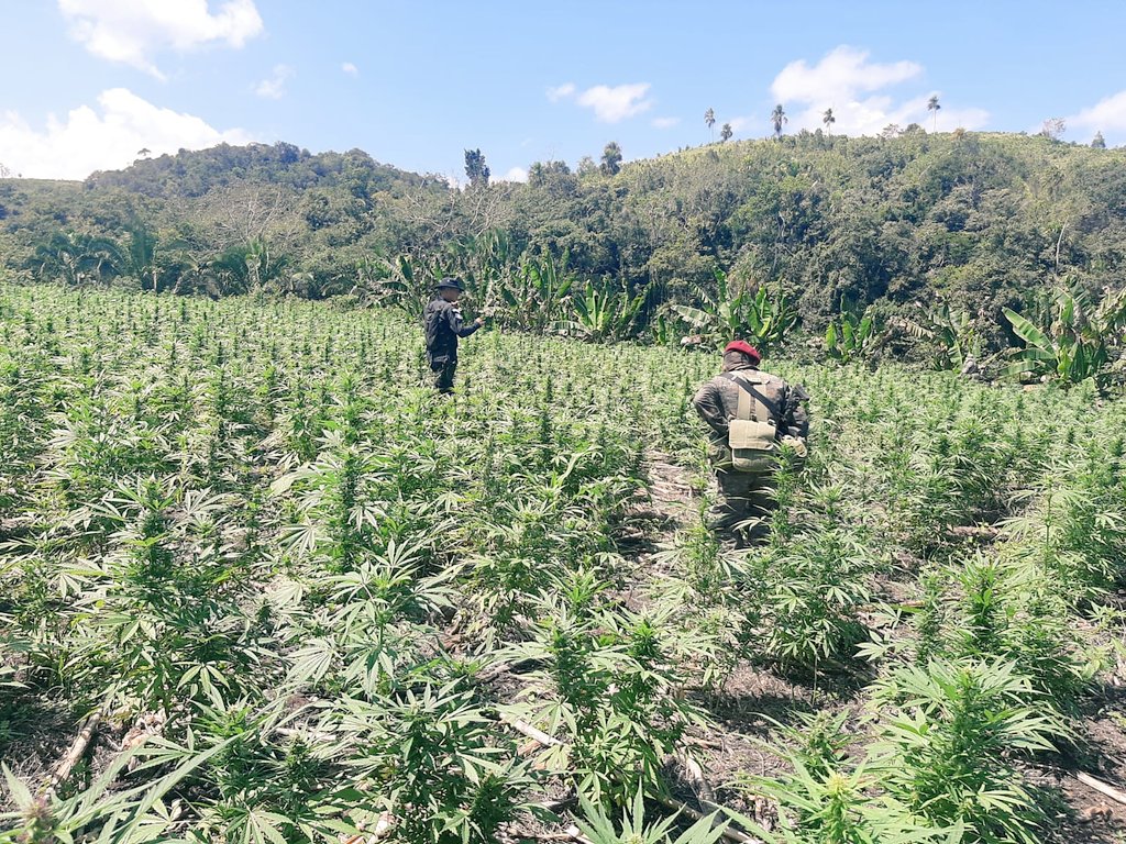 Ejército localiza aproximadamente 80 mil matas de marihuana en Petén