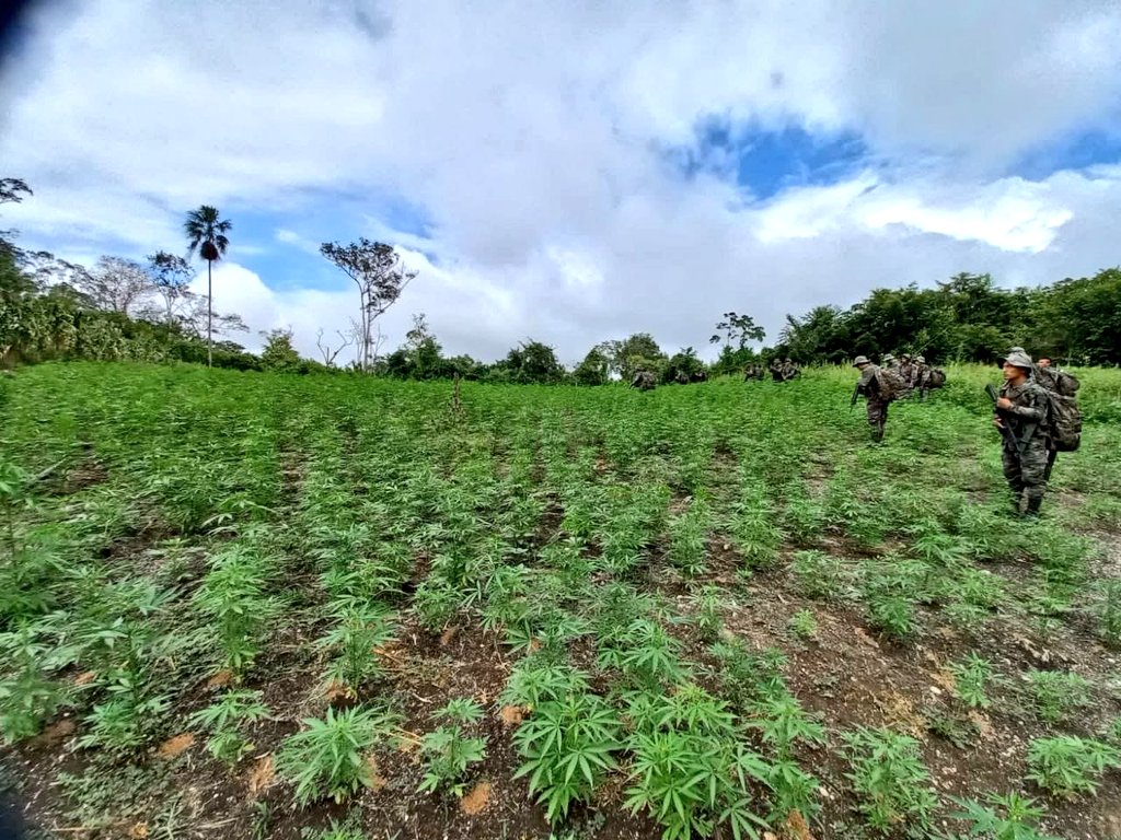 Operativo antinarcótico permite erradicar más de 110 mil matas de marihuana en Petén