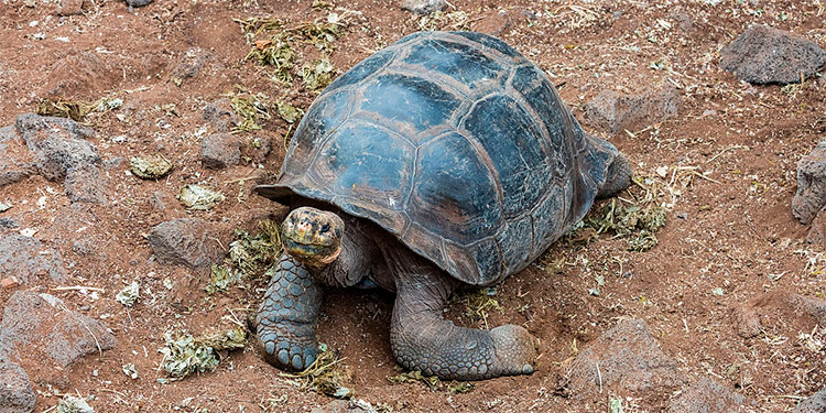 Avanza proyecto para recuperar población de tortugas en isla de las Galápagos