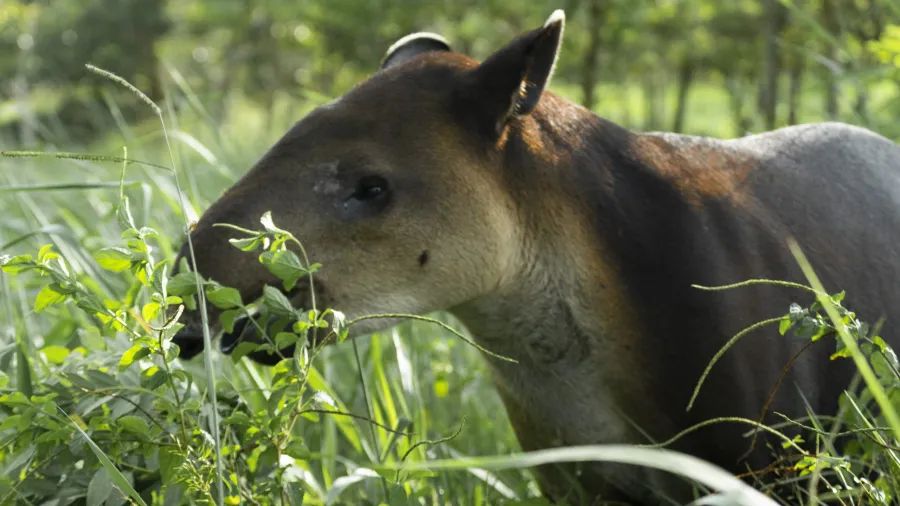 Conap se une a celebración del Día Internacional del Tapir