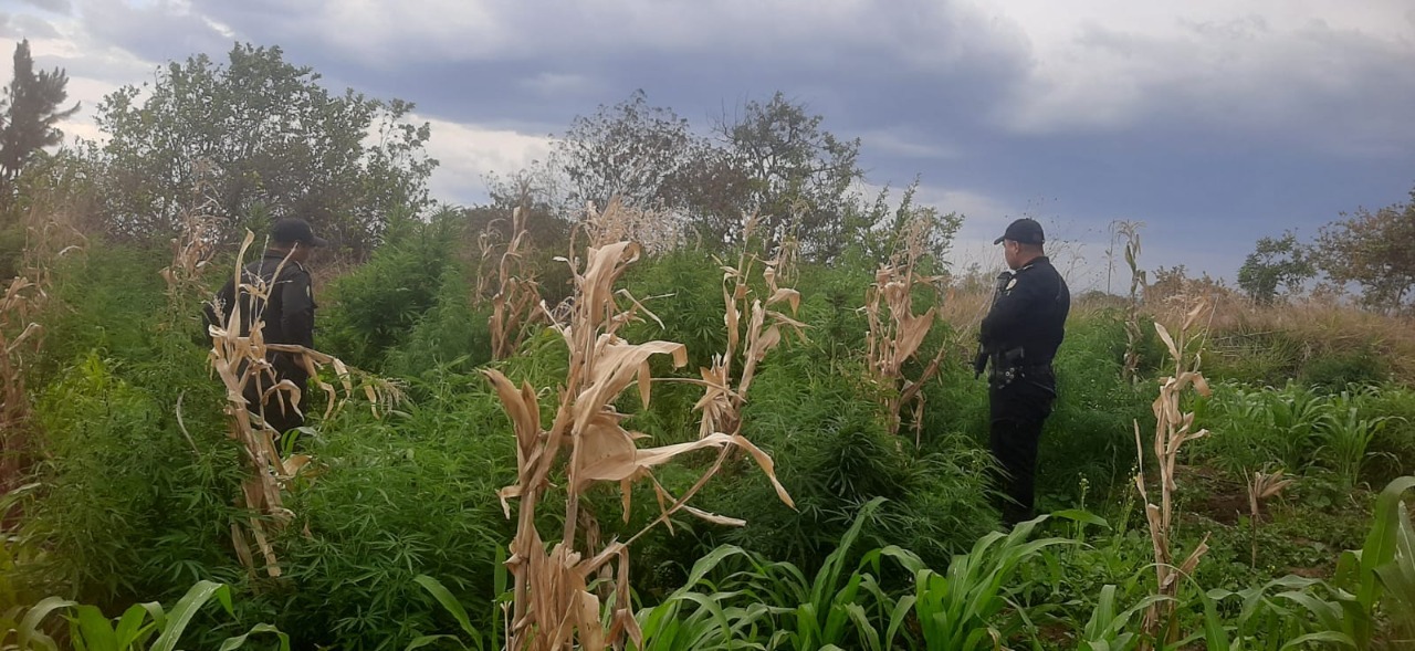 Erradican plantaciones de marihuana valoradas en más de 5 millones de quetzales